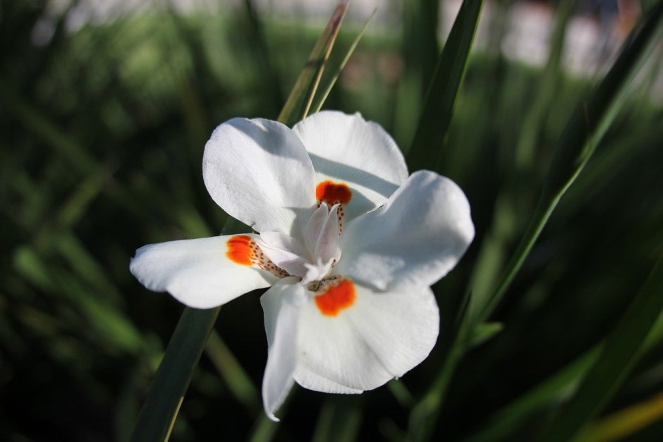 Цветок с белой стрелой