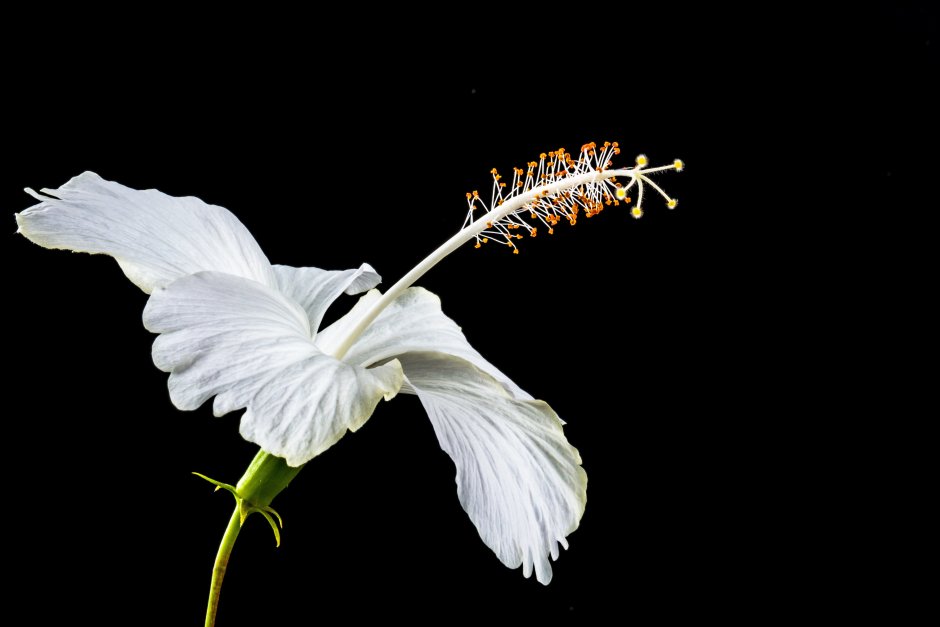 Белые Крылья и цветы