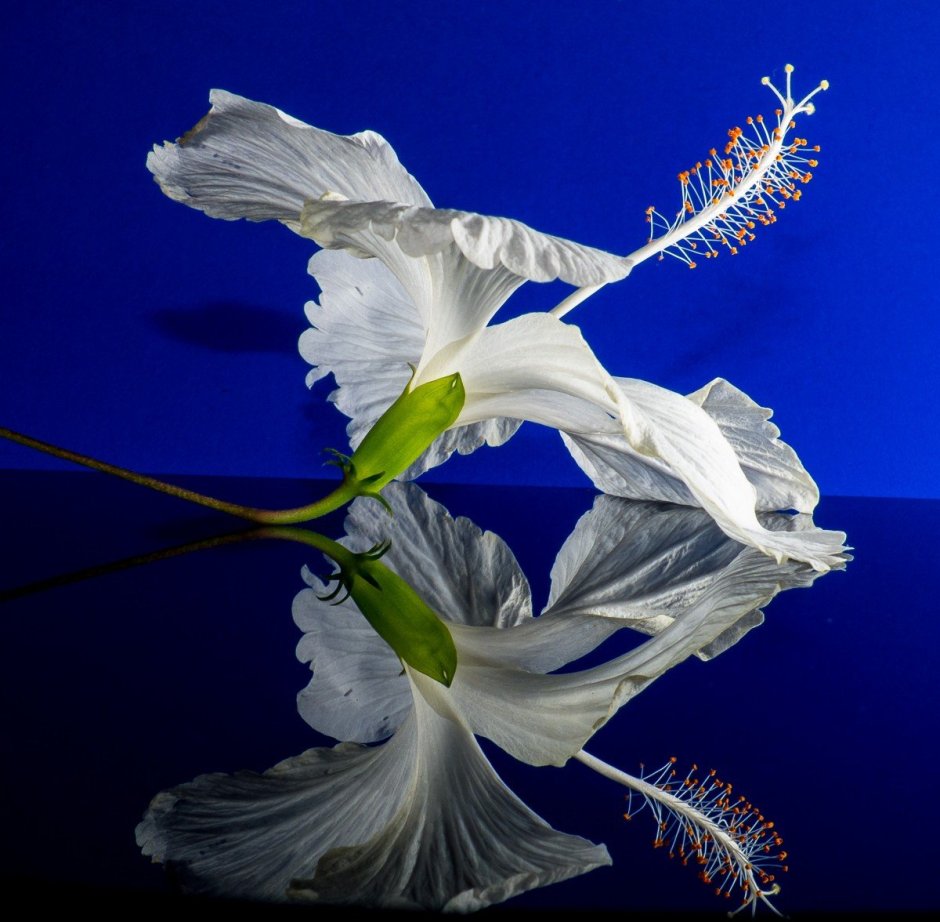 Белый дракон цветок