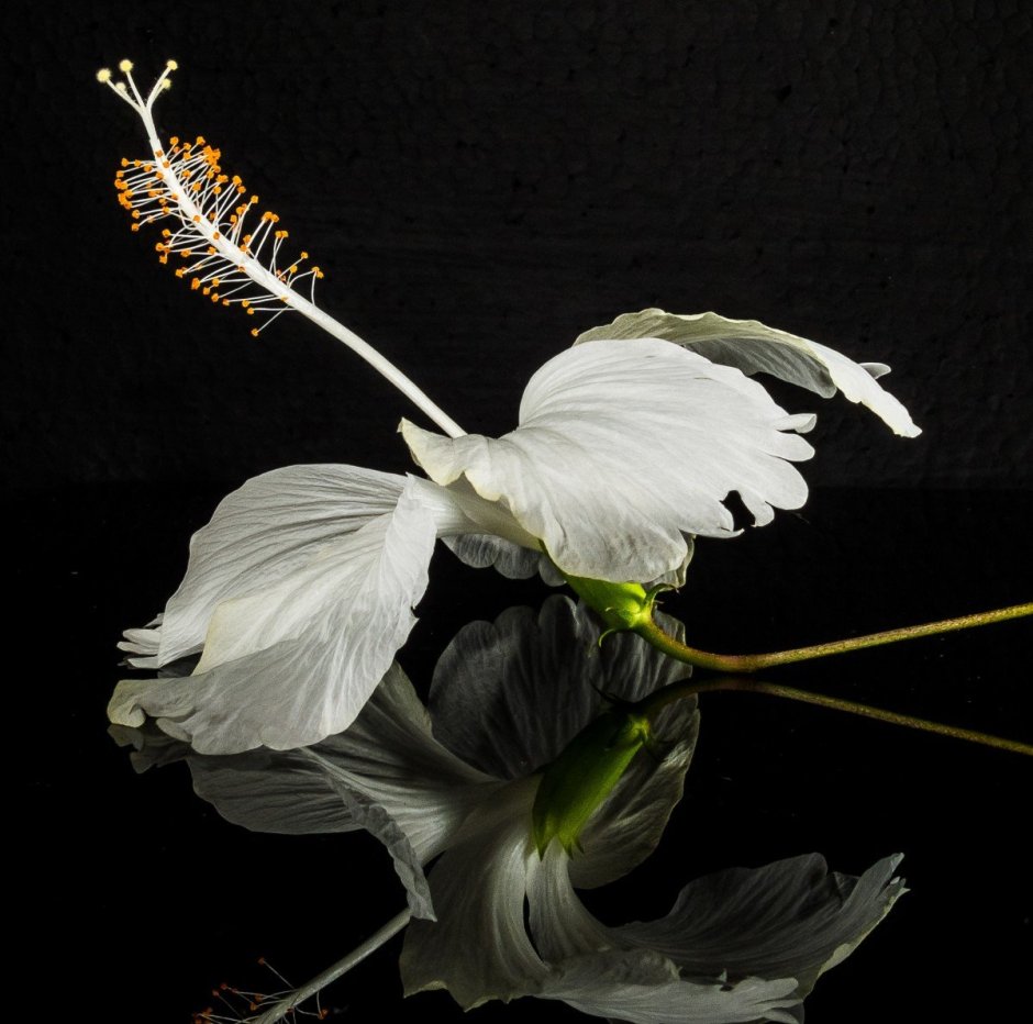 Белые Крылья и цветы