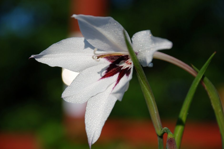 Белый цветок на тонком стебле