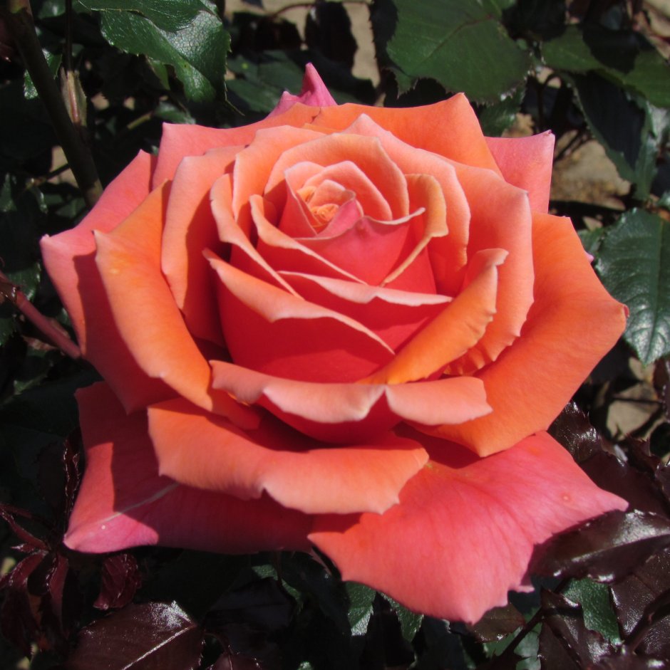 Роза Copper Light (simhigh)