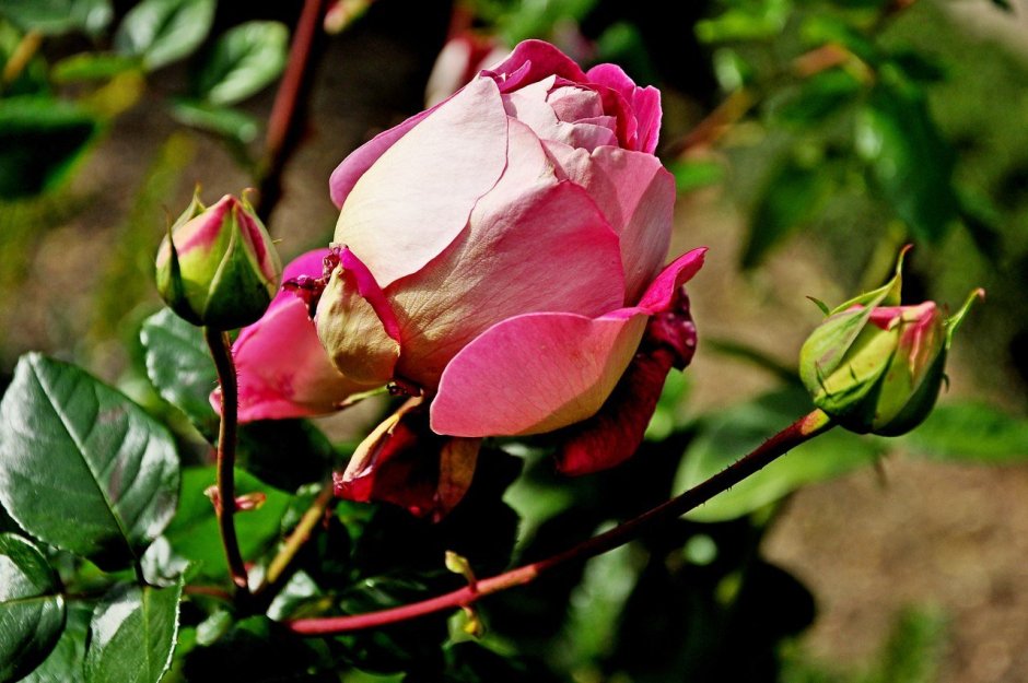 Крымская роза растение
