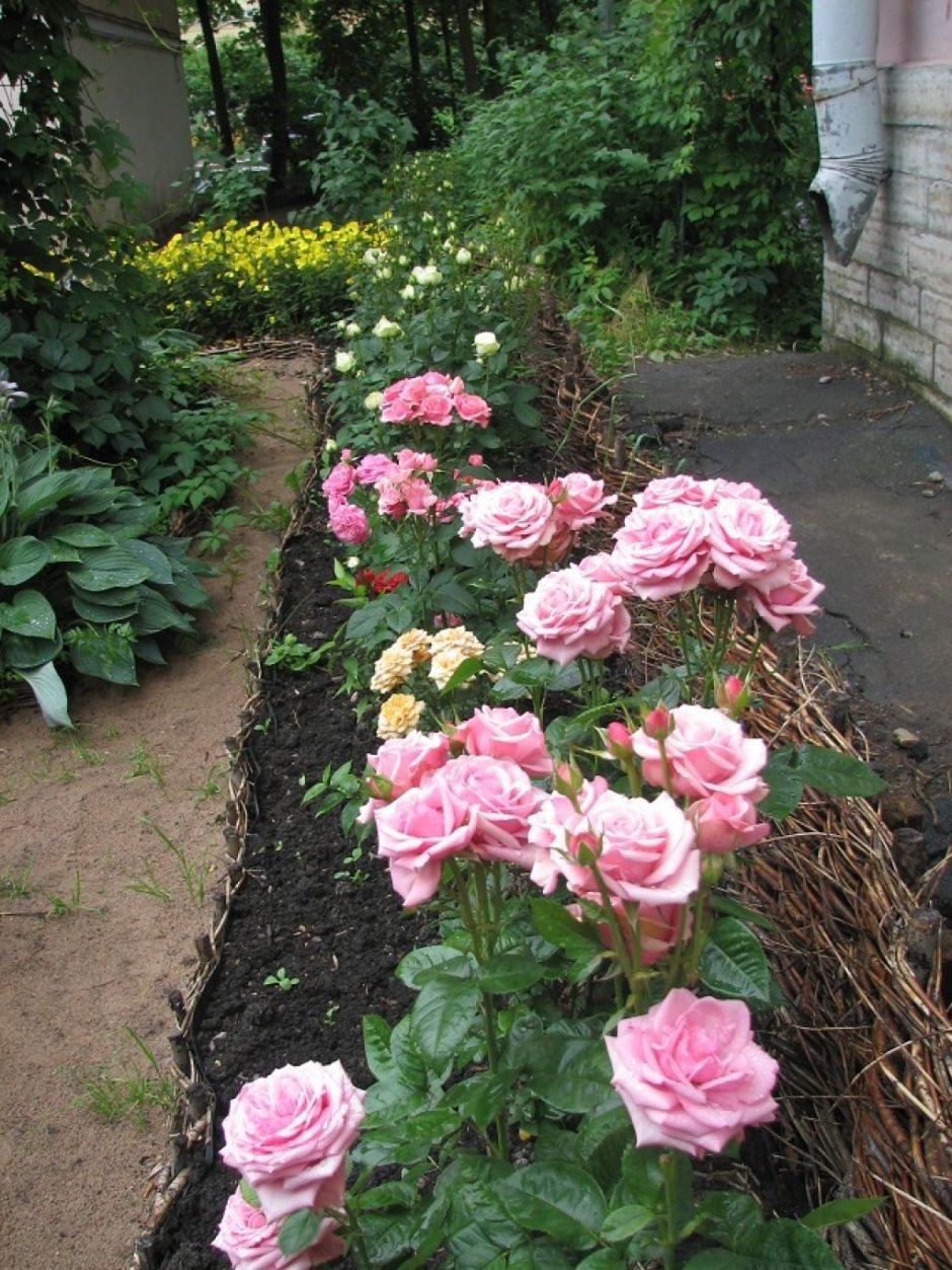Роза Кордана в саду