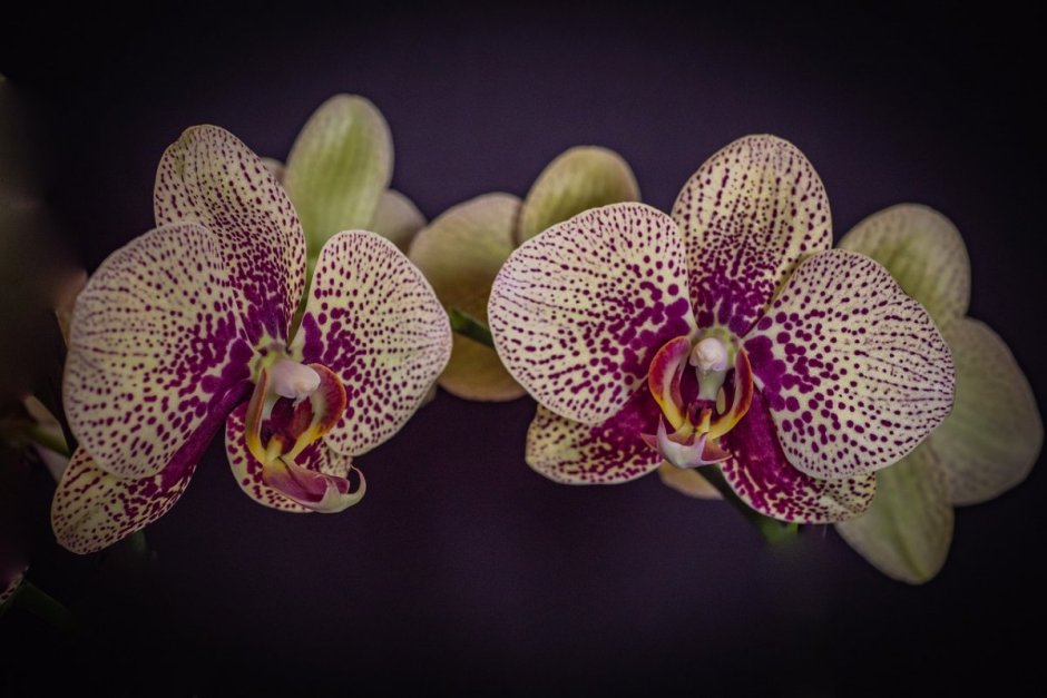 Орхидея Phalaenopsis