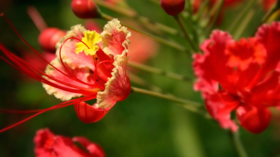 Красный цветок с тычинкой