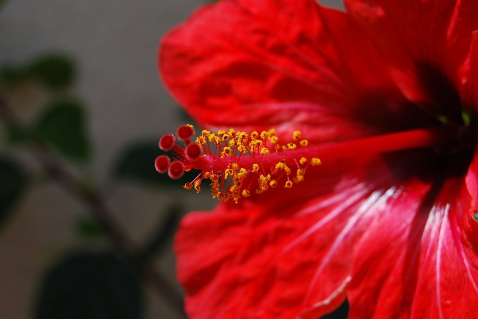 Красные цветы с длинными тычинками