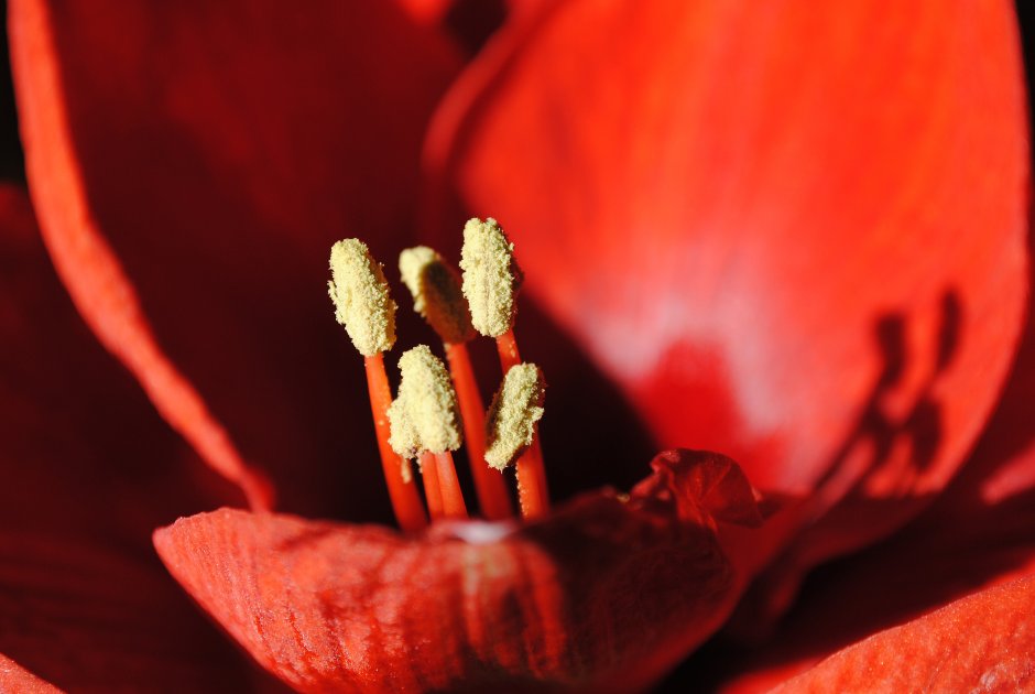 Цветок, Amaryllis, пестик