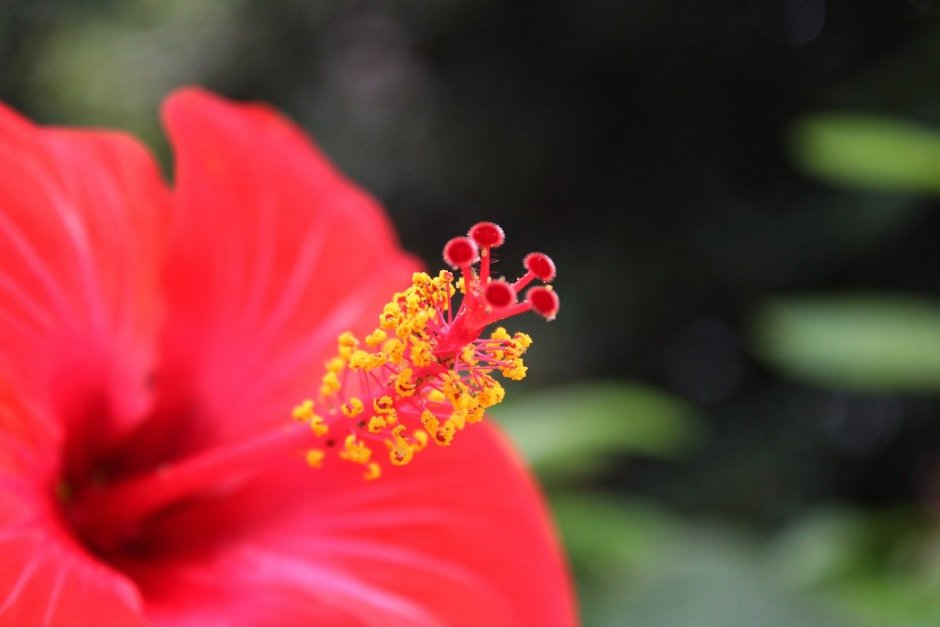 Гибискус с цветком на пестике