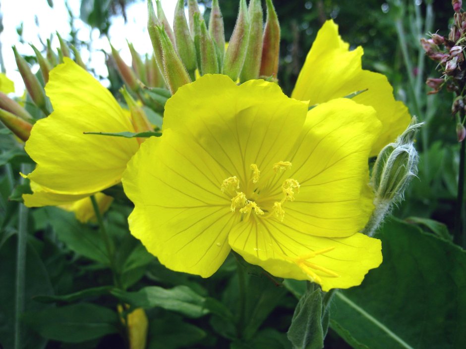 Желтые цветы однолетки