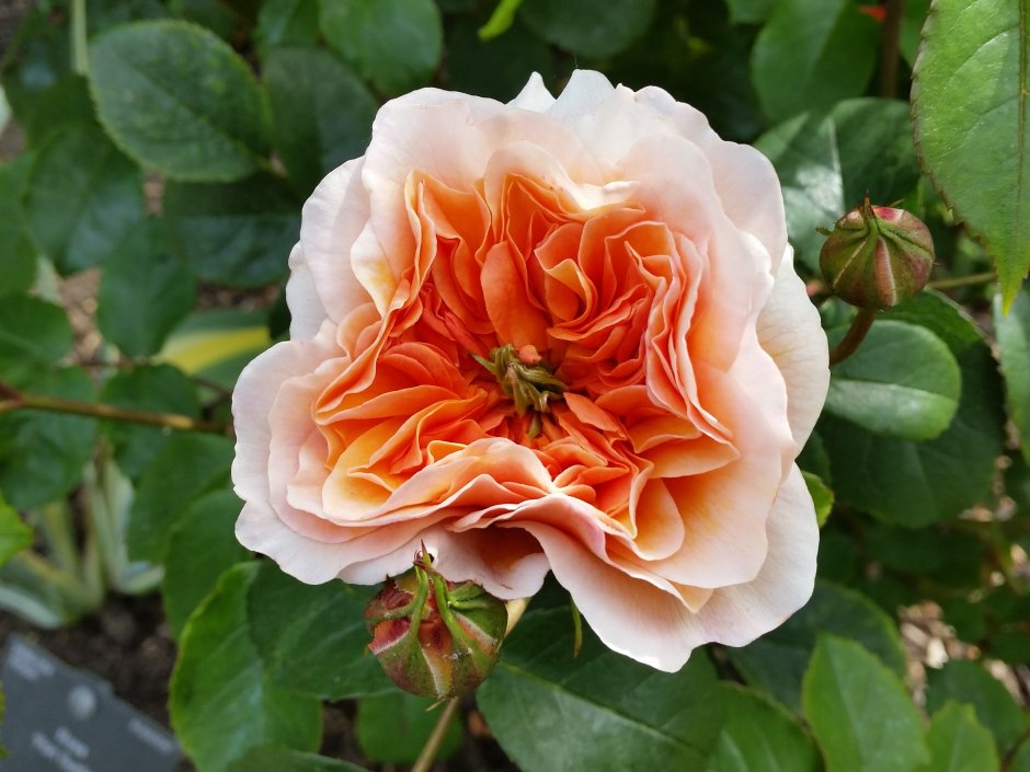 Роза оранж шрабы
