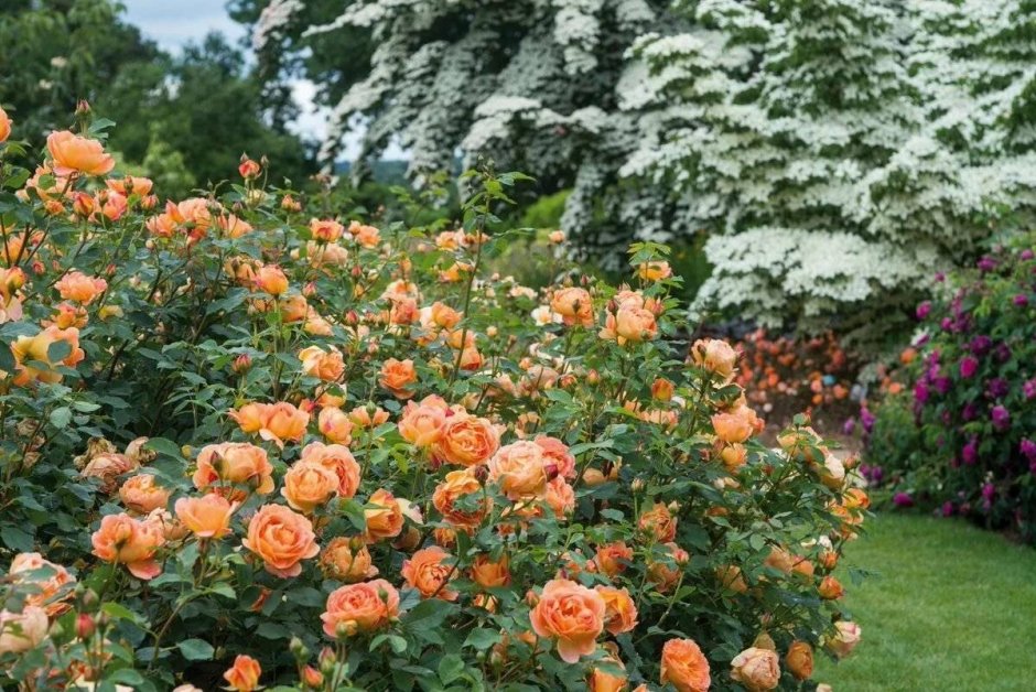 Lady of Shalott роза