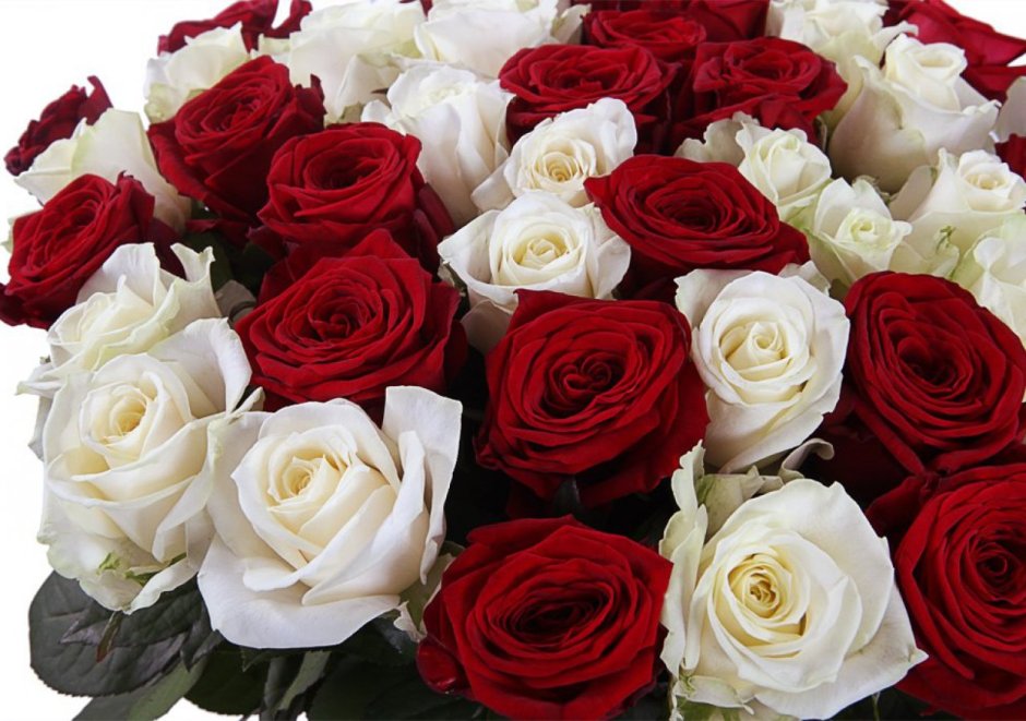 Красные и белые розы в одном букете