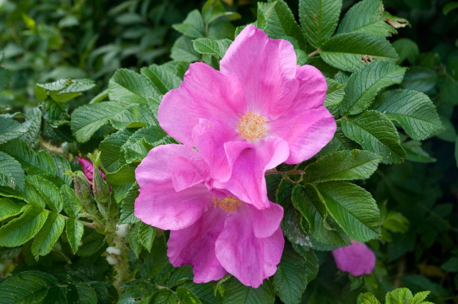 Роза морщинистая (Rosa rugosa Thunb.)