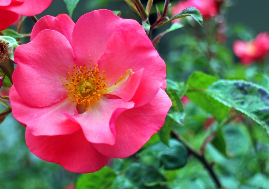 Роза флорибунда шиповник