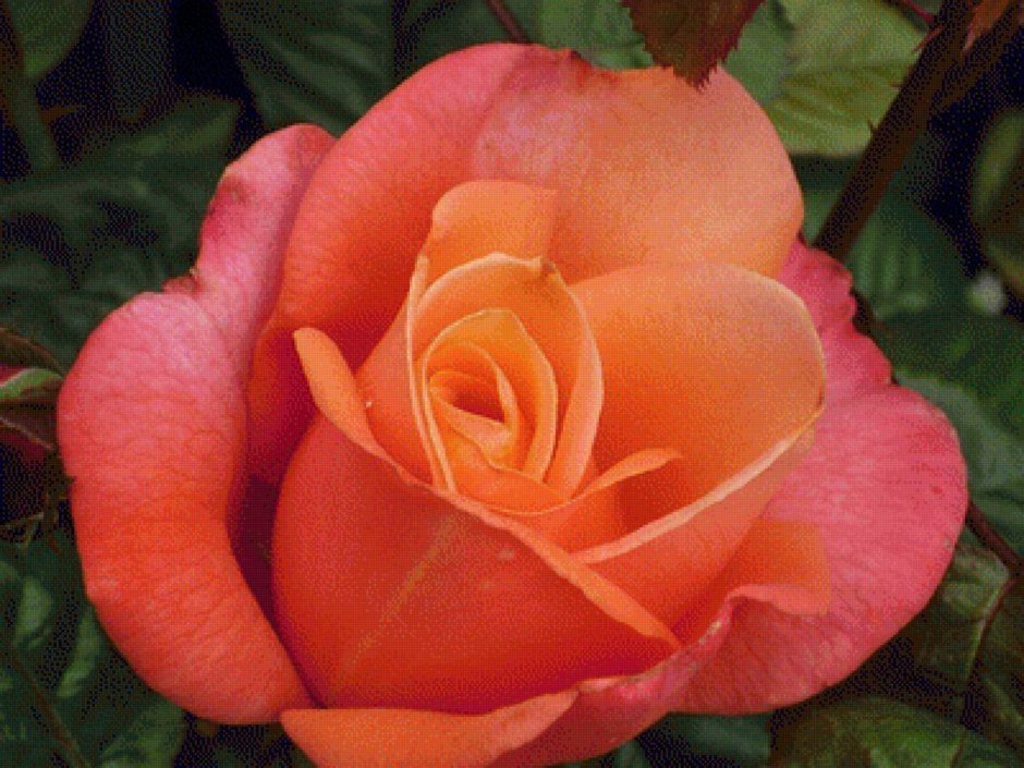 Роза чайно-гибридная тройка