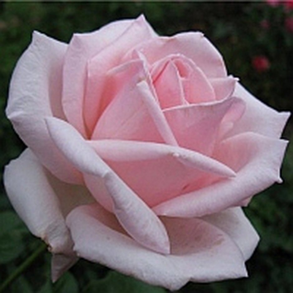 Royal Highness роза
