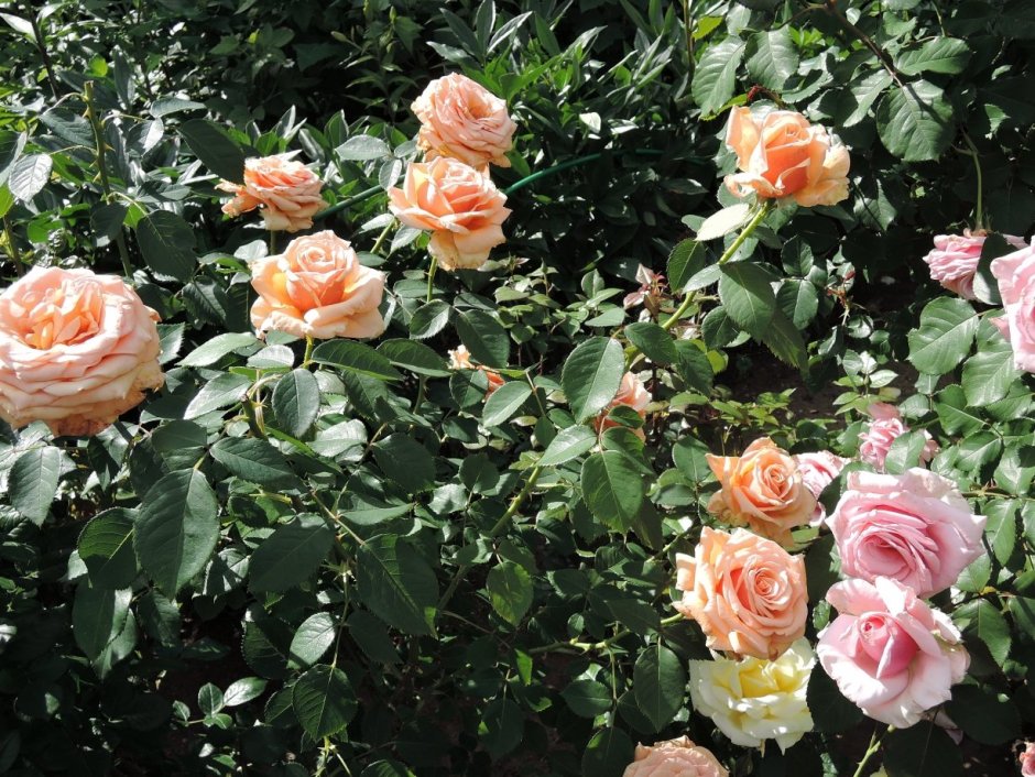 Роял парк Royal Parks роза