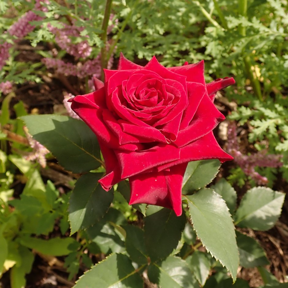 Роза чайно-гибридная (Rosa Royal Baccara