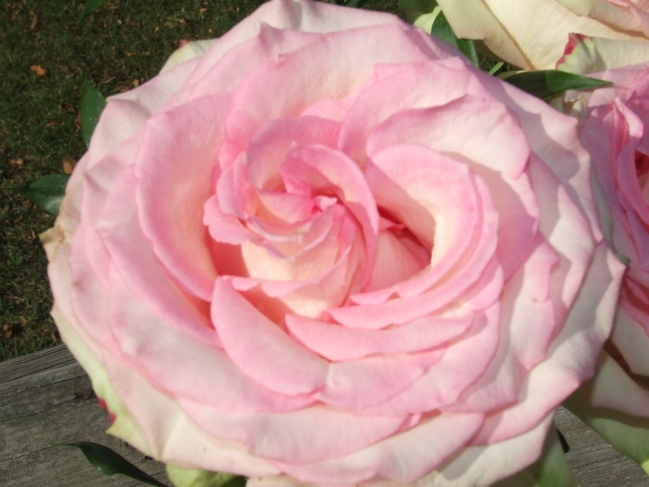 Роза юбилей лаперье