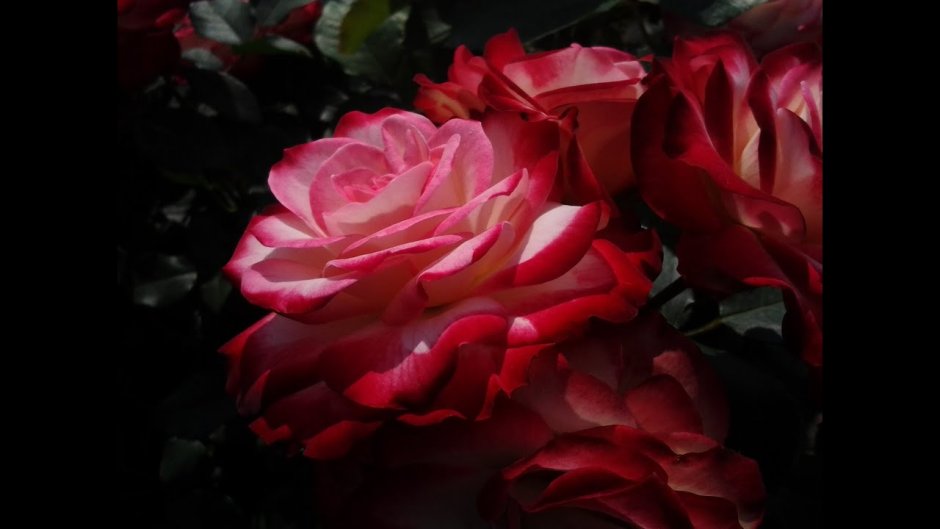 Купить розу юбилей принца Монако в питомнике питомник Тимофей