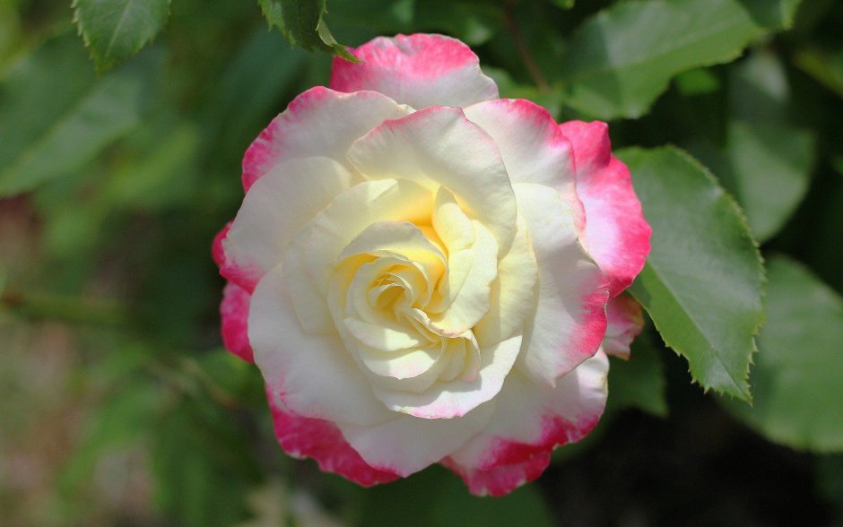 Роза сорт Присцилла