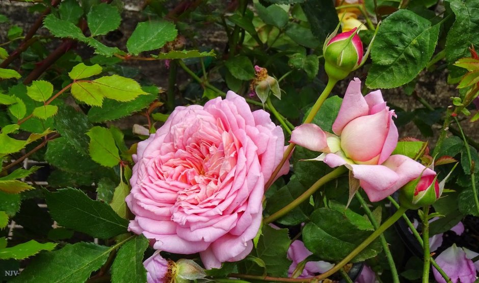 Роза английская кустовая Rosa Jubilee Celebration