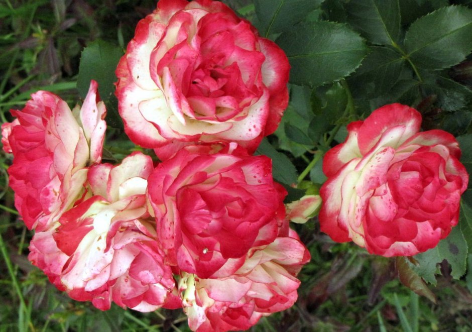 Пигаль роза флорибунда