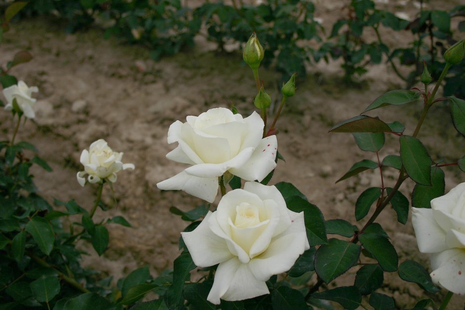 Кремовая роза в саду голландская