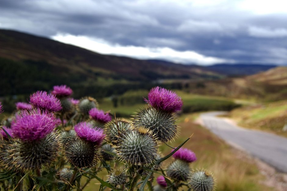 Цветок чертополоха символ Шотландии