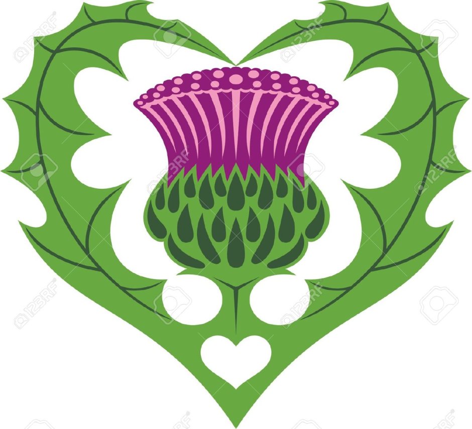 Эмблема Шотландии чертополох