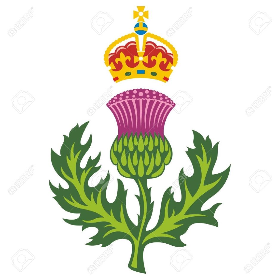 Национальный символ Шотландии чертополох
