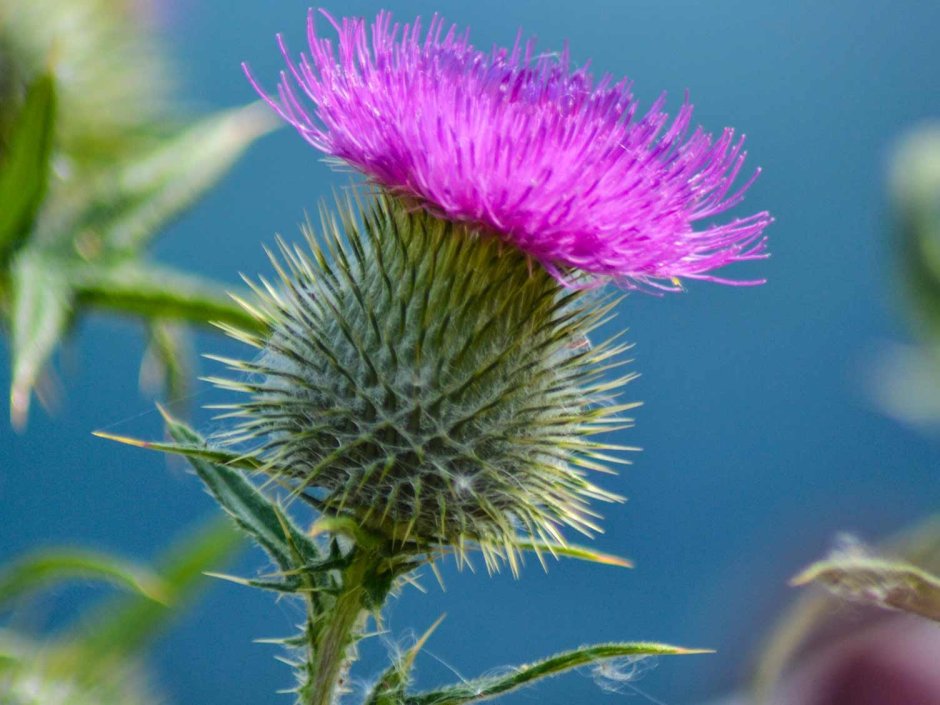 Национальный цветок Шотландии чертополох