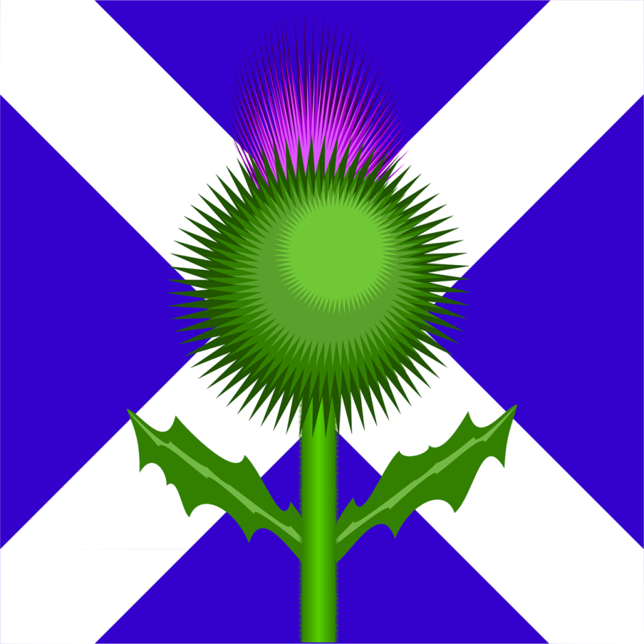 Национальный символ Шотландии чертополох