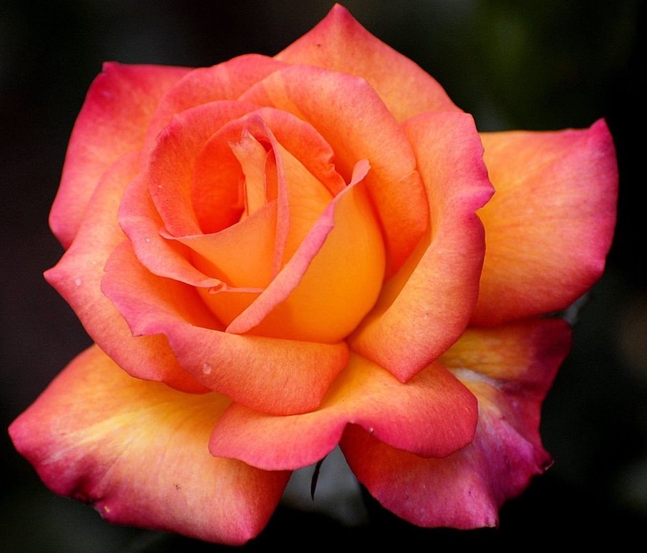 Роза оранжево розовая