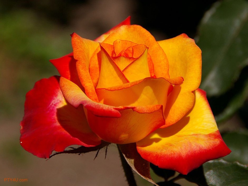 Чайно гибридная роза желтая с красной каймой