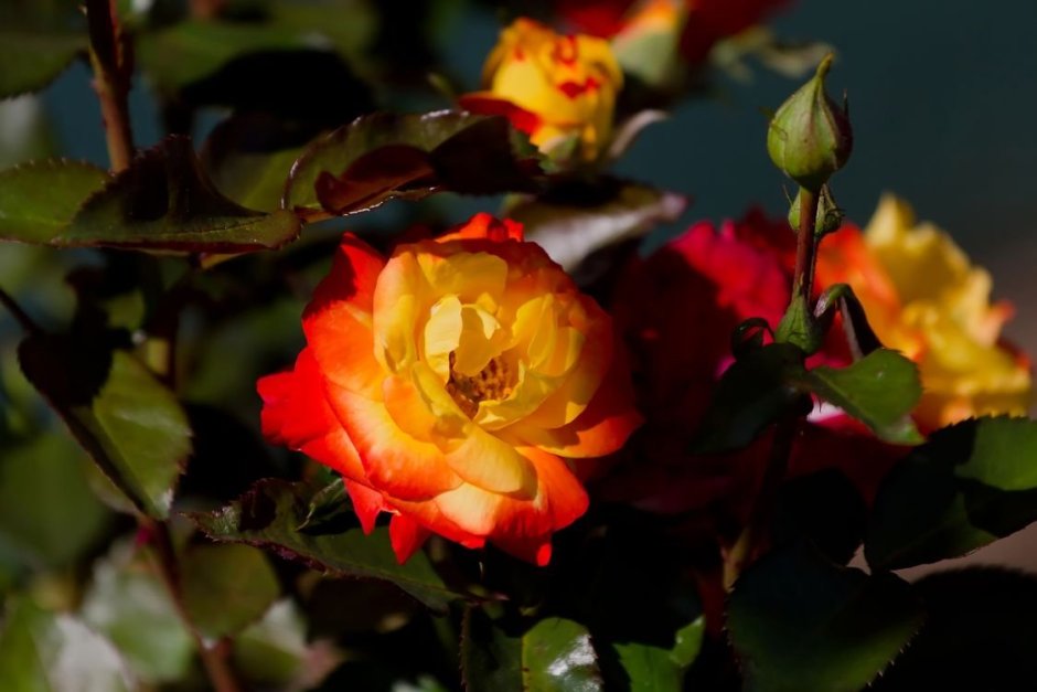 Роза флорибунда красно-желтая