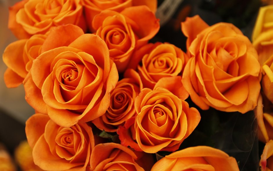 Роза Охара оранжевая