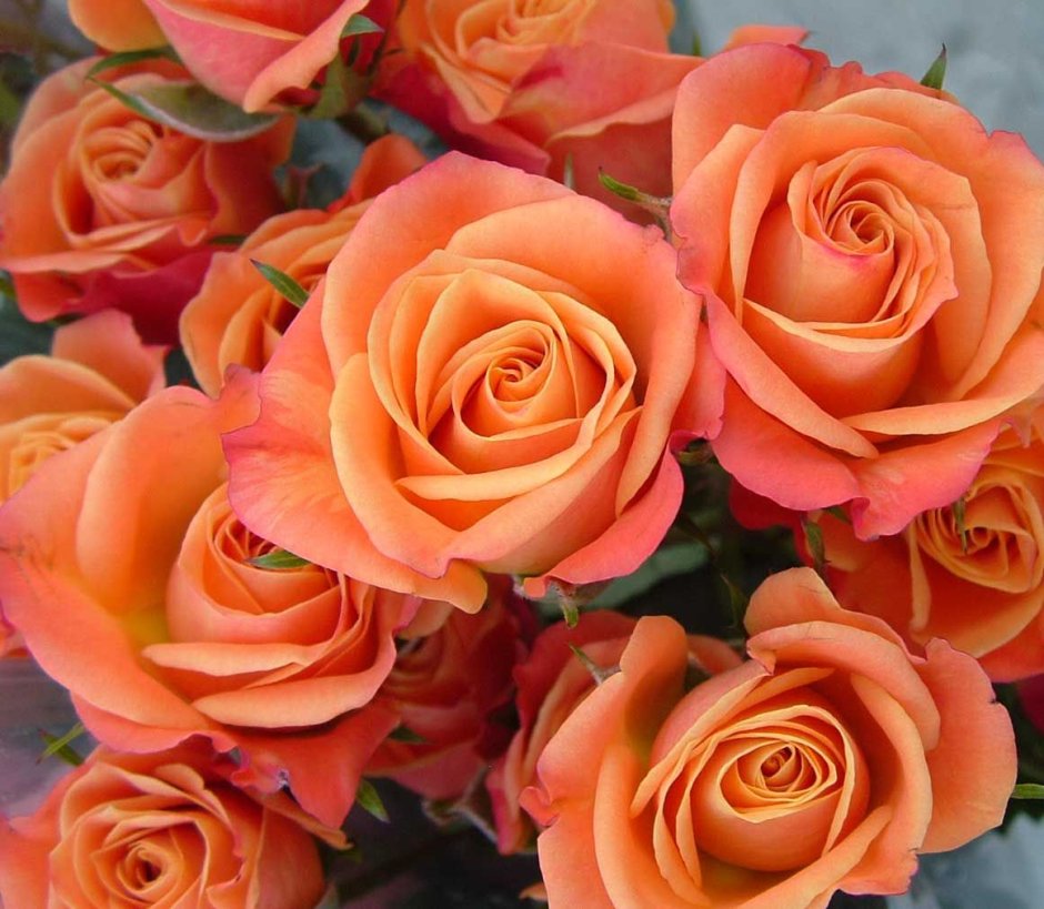 Роза грандифлора оранжевая