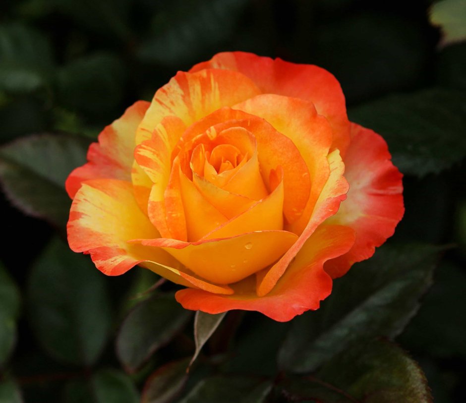 Роза Кампанелла оранжевая