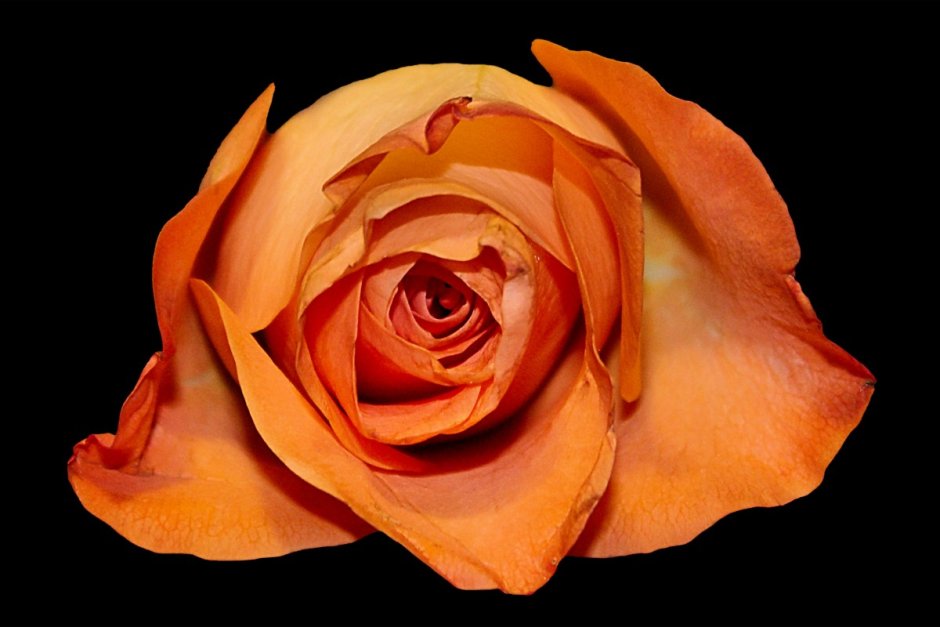 Розы оранжевые с красным ободком