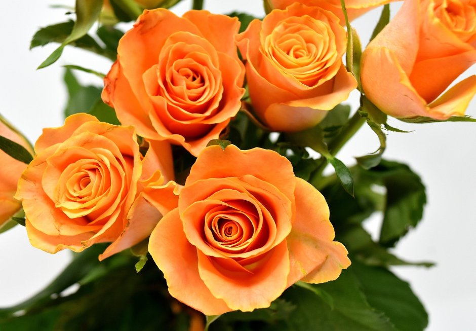 Роза флорибунда Orange Romantica