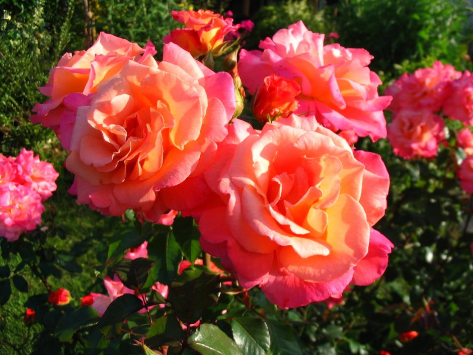 Роза Morgenrote грандифлора