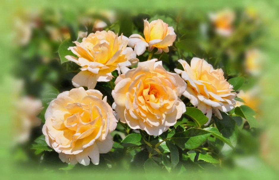 Желтая чайная роза куст
