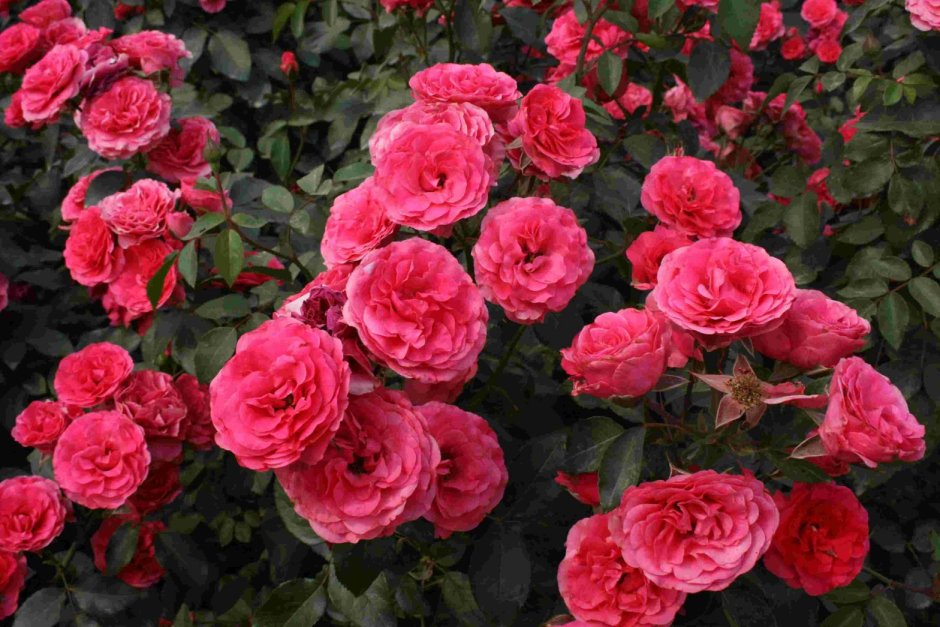 Роза плетистая (Rosa Antike