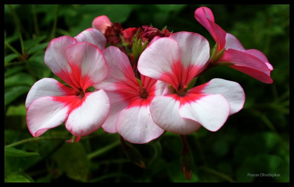 Rose Beauty пеларгония