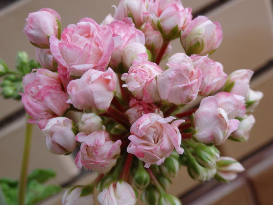 Оч made Pearl Rose Pelargonium