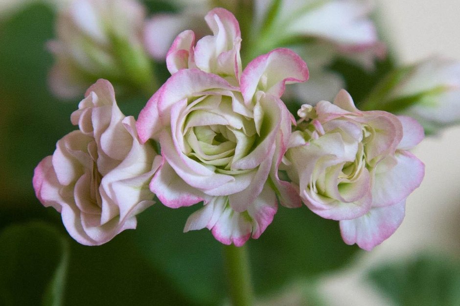 Пеларгония Fischers Appleblossom