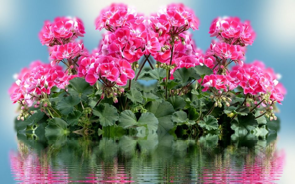 Пеларгония Розин живые розы