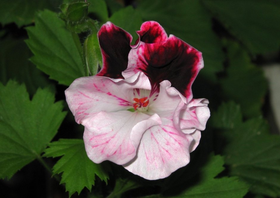 Живые розы пеларгония